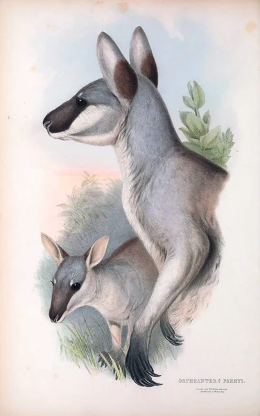 Illustratie Van Een Kangoeroe Zoogdieren Van Australië London 1863 — Stockfoto