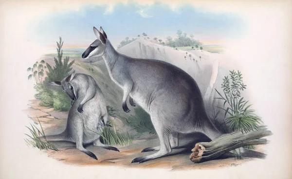 Иллюстрация Кенгуру Млекопитающие Австралии Лондон 1863 — стоковое фото
