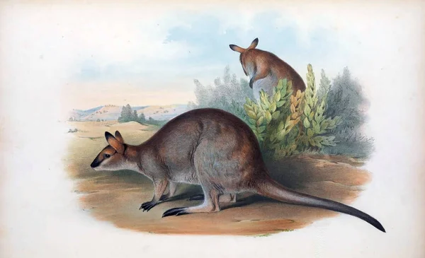 Ilustración Canguro Los Mamíferos Australia Londres 1863 — Foto de Stock