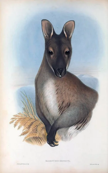Ілюстрація Кенгуру Ссавці Австралії Лондон 1863 — стокове фото