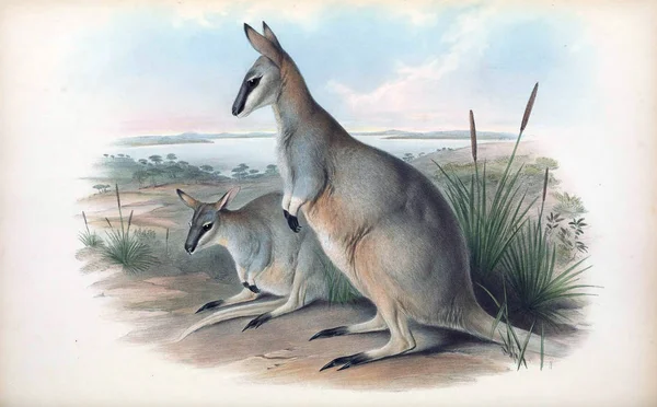 Illustratie Van Een Kangoeroe Zoogdieren Van Australië London 1863 — Stockfoto