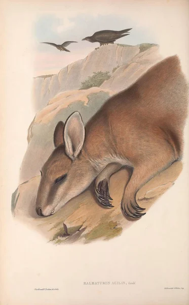 캥거루의 그림입니다 호주의 포유동물입니다 1863 — 스톡 사진