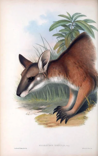 Иллюстрация Кенгуру Млекопитающие Австралии Лондон 1863 — стоковое фото
