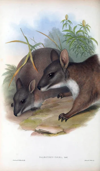 Illustration Känguru Däggdjuren Australien London 1863 — Stockfoto