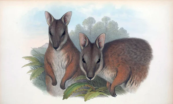 Illustratie Van Een Kangoeroe Zoogdieren Van Australië London 1863 — Stockfoto