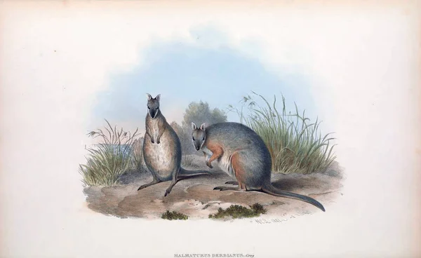 Ilustracja Kangur Ssaki Australii Londyn 1863 — Zdjęcie stockowe