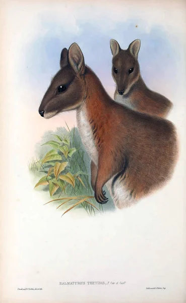 Illustratie Van Een Kangoeroe Zoogdieren Van Australië London 1863 — Stockfoto