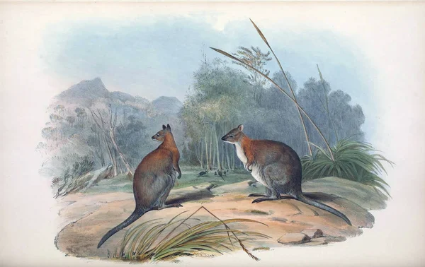 Ілюстрація Кенгуру Ссавці Австралії Лондон 1863 — стокове фото