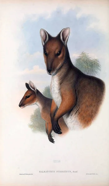 Ilustración Canguro Los Mamíferos Australia Londres 1863 — Foto de Stock