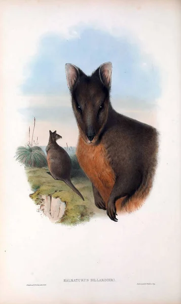 袋鼠的插图 澳大利亚的哺乳动物 伦敦1863 — 图库照片