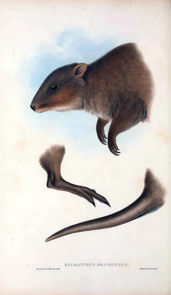 Illustration Kangaroo Mammals Australia London 1863 — Stock Photo, Image