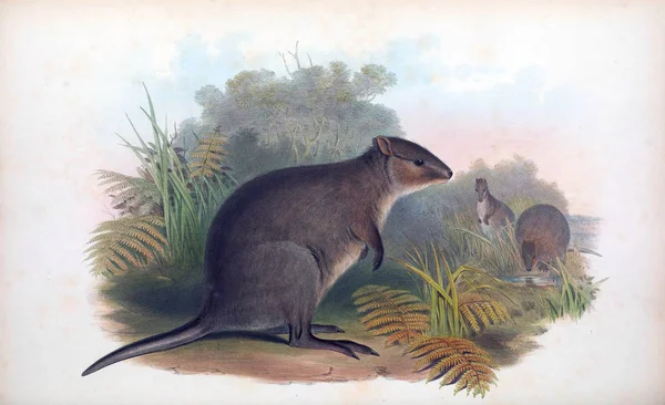 Illustration Eines Kängurus Die Säugetiere Australiens London 1863 — Stockfoto