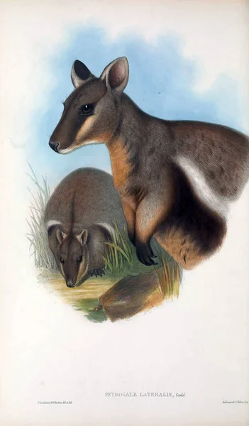 Illustratie Van Een Kangoeroe Zoogdieren Van Australië London 1863 — Stockfoto