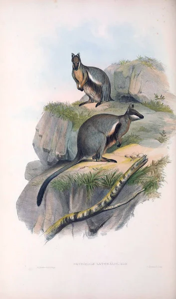 Ilustracja Kangur Ssaki Australii Londyn 1863 — Zdjęcie stockowe