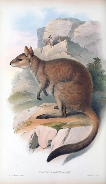 캥거루의 그림입니다 호주의 포유동물입니다 1863 — 스톡 사진