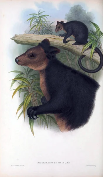 Illustratie Van Een Kangoeroe Zoogdieren Van Australië London 1863 — Stockfoto