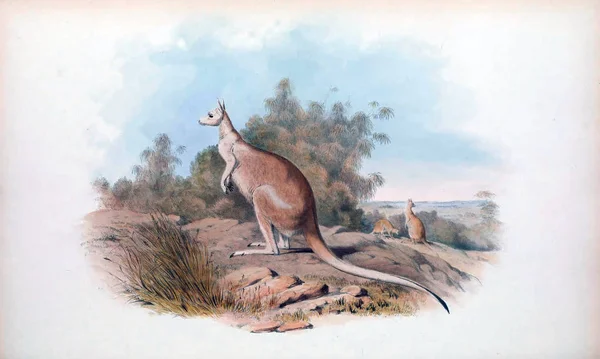 Ilustración Canguro Los Mamíferos Australia Londres 1863 — Foto de Stock