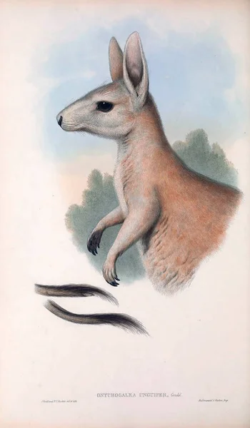 Ilustración Canguro Los Mamíferos Australia Londres 1863 — Foto de Stock