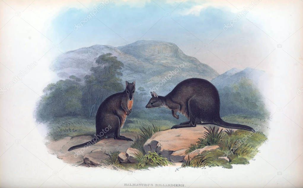 Illustration of a kangaroo. The mammals of Australia. London 1863