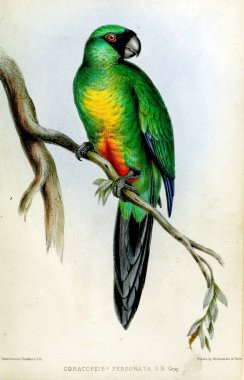 Papağan. Londra 1848 zooloji toplumun işlemleri