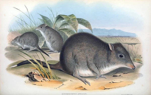 Potoroo Däggdjuren Australien London 1863 — Stockfoto
