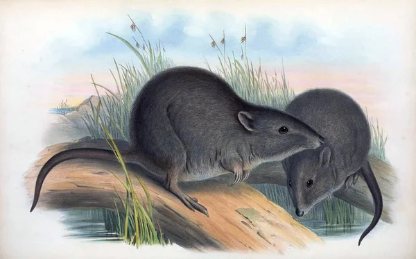 Potoroo Mammals Australia London 1863 — Stock Photo, Image