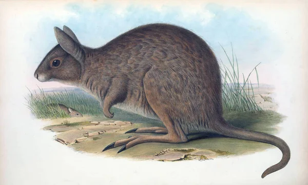 Lagorchestes Zoogdieren Van Australië London 1863 — Stockfoto