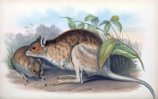 Lagorchestes Zoogdieren Van Australië London 1863 — Stockfoto