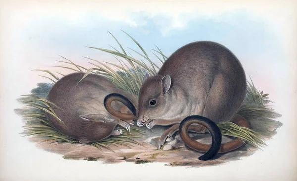 Bettong Däggdjuren Australien London 1863 — Stockfoto
