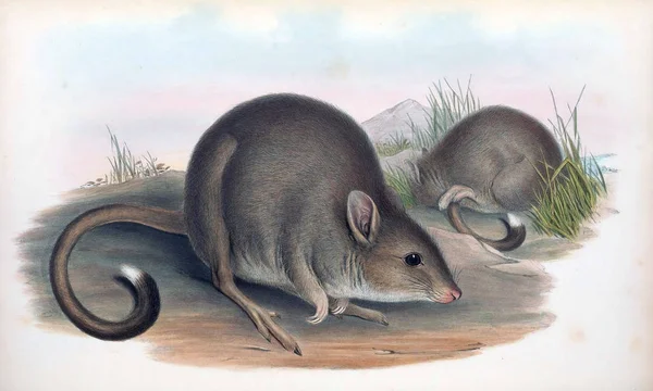 Bettong Däggdjuren Australien London 1863 — Stockfoto