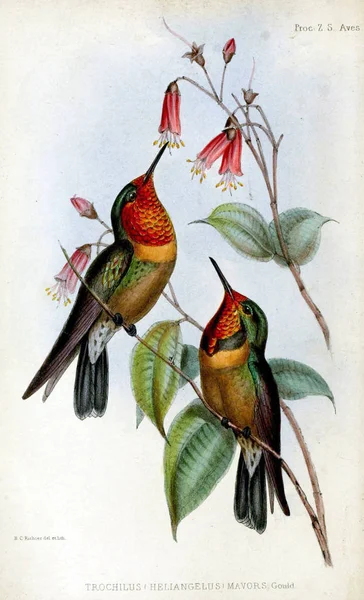 Beija Flor Proceedings Zoological Society London 1848 — Fotografia de Stock