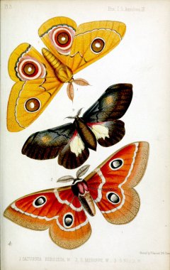 Bir kelebek resmi. Londra 1848 zooloji toplumun işlemleri