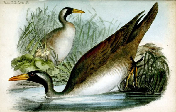 Ilustración Aves Proceedings Zoological Society London 1848 — Foto de Stock