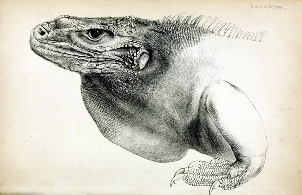 Idegen Rádióadást Figyel Gyík Eljárás Zoological Society London 1848 — Stock Fotó