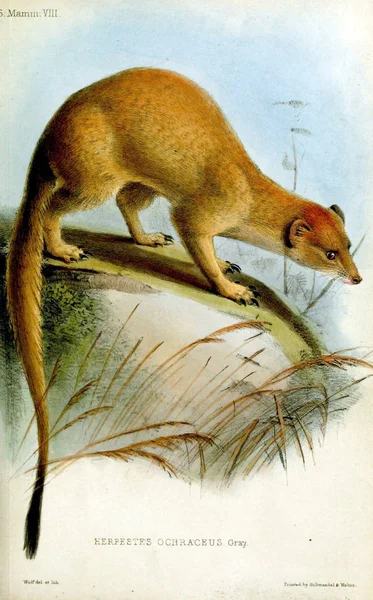 Ilustracja Mongoose Postępowaniu Stowarzyszenia Zoological Society London 1848 — Zdjęcie stockowe