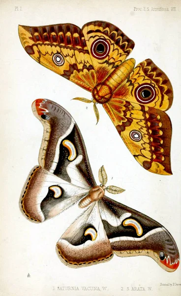Illusztráció Egy Pillangó Eljárás Zoológiai Társaság London 1848 — Stock Fotó