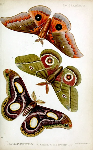 Obrázek Motýla Řízení Zoologické Společnosti Londýn 1848 — Stock fotografie