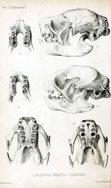 Der Schädel Eines Faultieres Der Zoologischen Gesellschaft Von London 1848 — Stockfoto