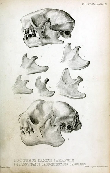 Der Schädel Eines Faultieres Der Zoologischen Gesellschaft Von London 1848 — Stockfoto