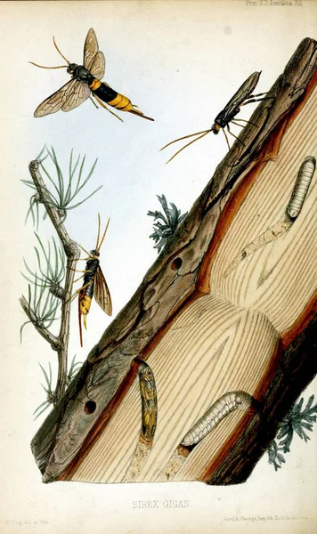 Horntail Ξύλο Σφήκα Διαδικασίας Της Ζωολογικής Εταιρείας Του Λονδίνου 1848 — Φωτογραφία Αρχείου