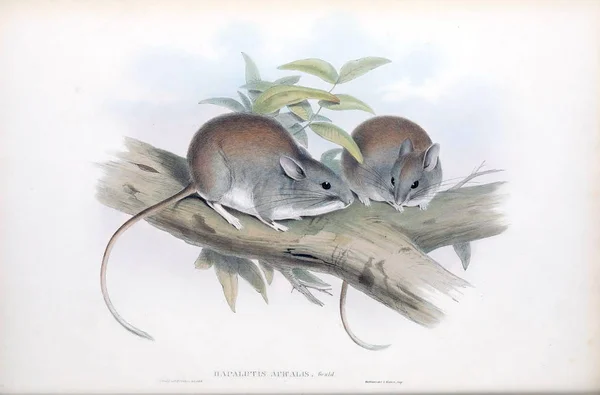 Rato Saltitante Mamíferos Austrália Londres 1863 — Fotografia de Stock