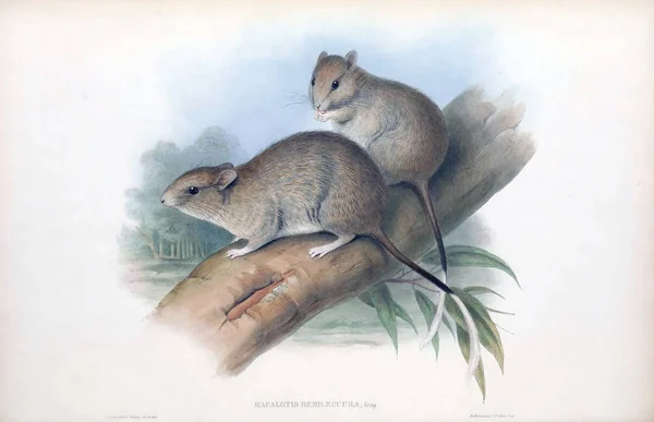 Hopping Egér Emlősök Ausztrália London 1863 — Stock Fotó