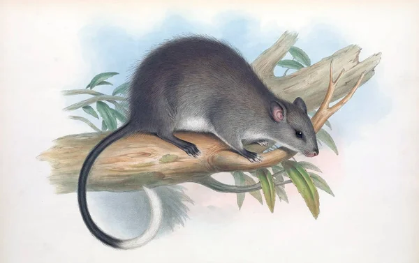 Hopping Mouse Mammals Australia London 1863 — Stock Photo, Image