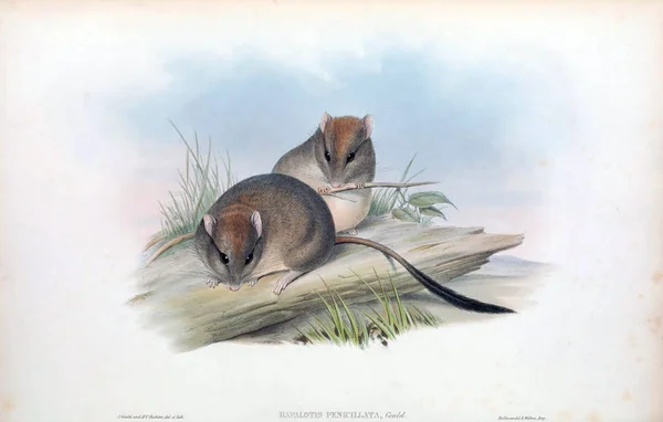 跳鼠标 澳大利亚的哺乳动物 伦敦1863 — 图库照片