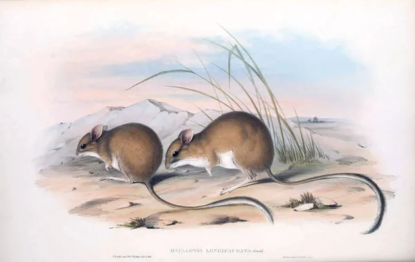 Hopping mouse. The mammals of Australia. London 1863