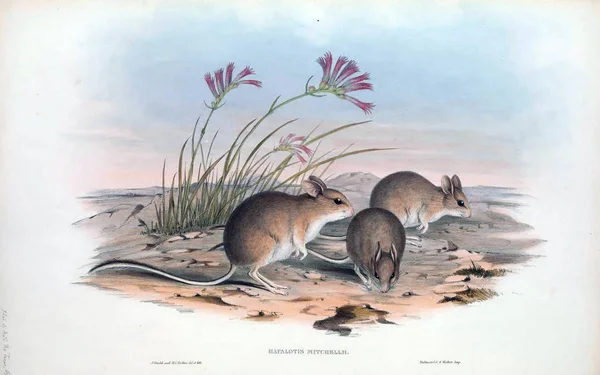 Notomys Muis Zoogdieren Van Australië London 1863 — Stockfoto