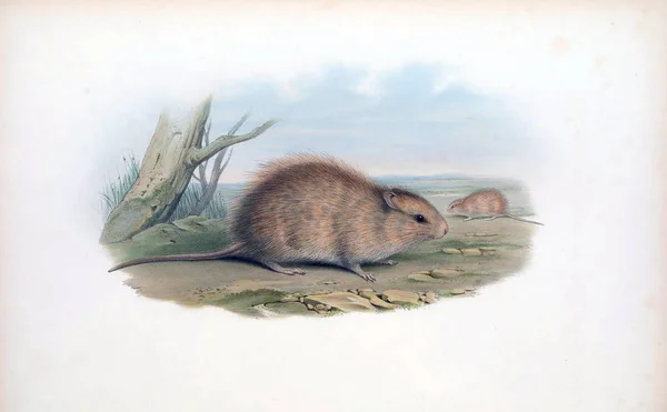 Illustratie Van Een Muis Zoogdieren Van Australië London 1863 — Stockfoto