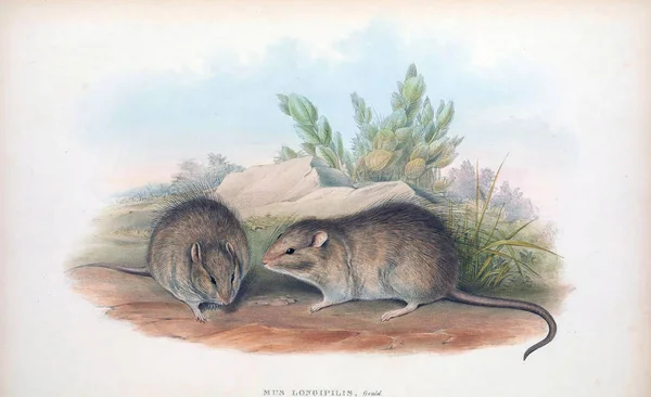 마우스의 그림입니다 호주의 포유동물입니다 1863 — 스톡 사진