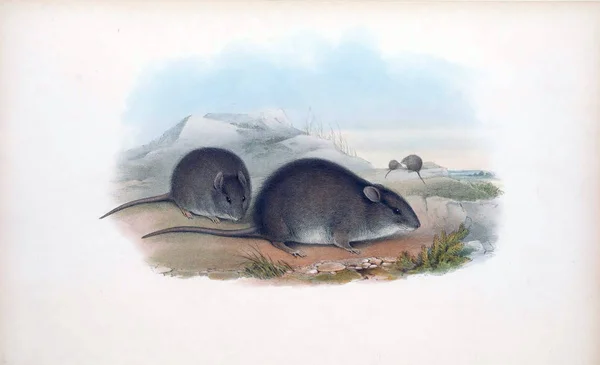 Illustration of a mouse. The mammals of Australia. London 1863