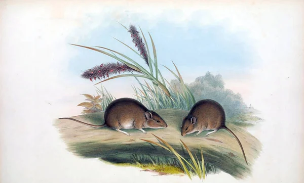 鼠标的插图 澳大利亚的哺乳动物 伦敦1863 — 图库照片